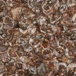 Petrified Wood